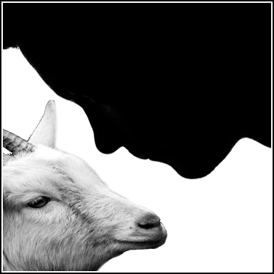 The Goat or, Who is Sylvia? (Staged Reading)